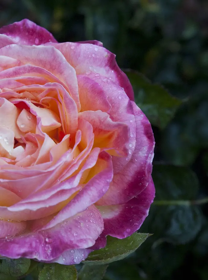Pink Rose