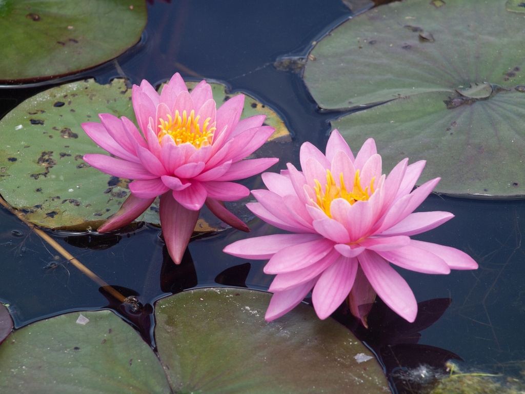 Pink Water Lilies