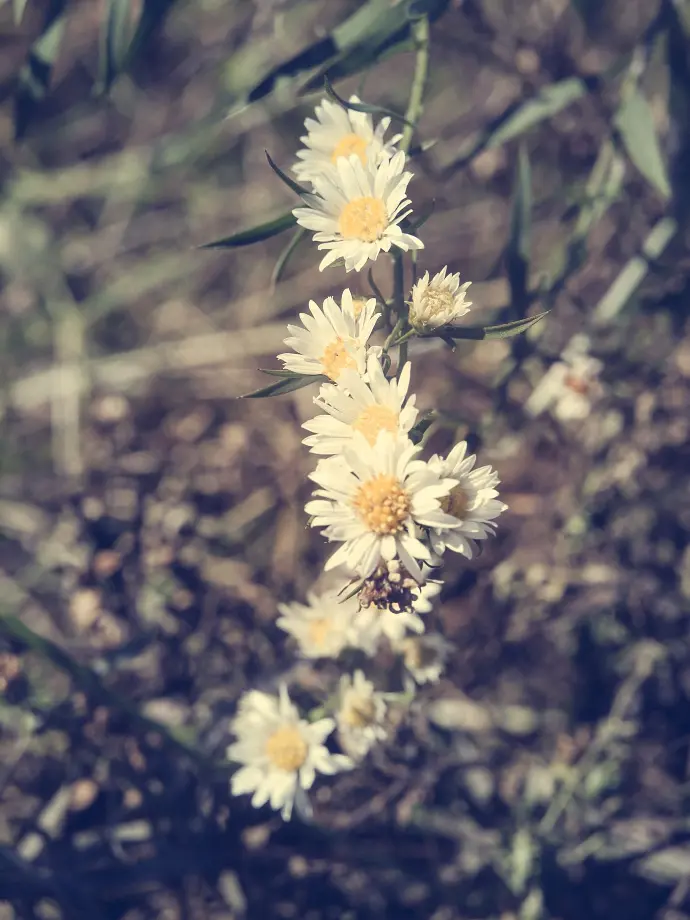 White Aster