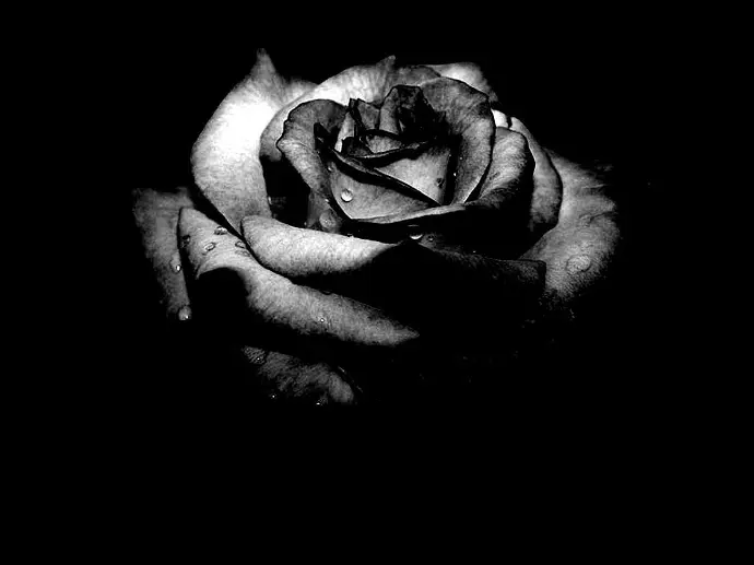 Dramatic Rose