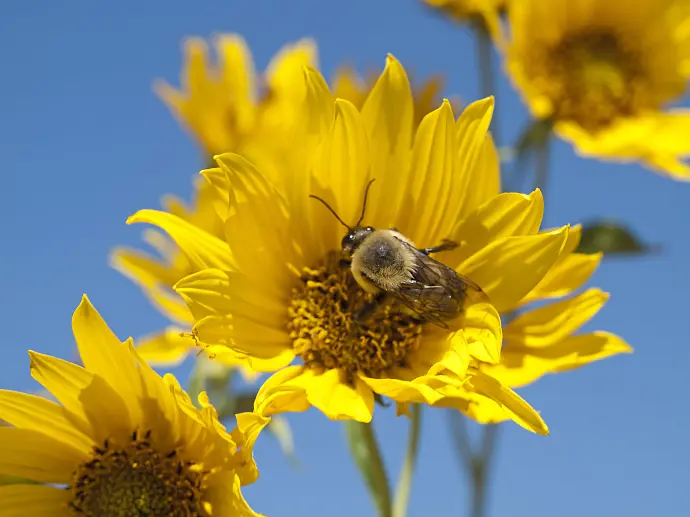 Prairie Sunflower