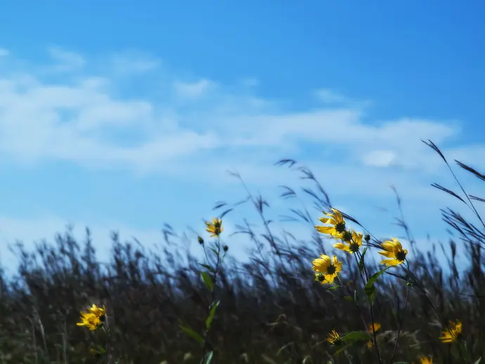 Sunflowers in the Breeze