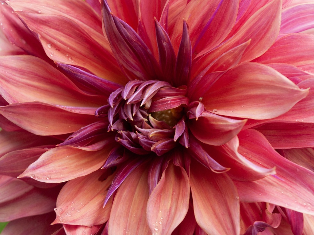 Pink Dahlia