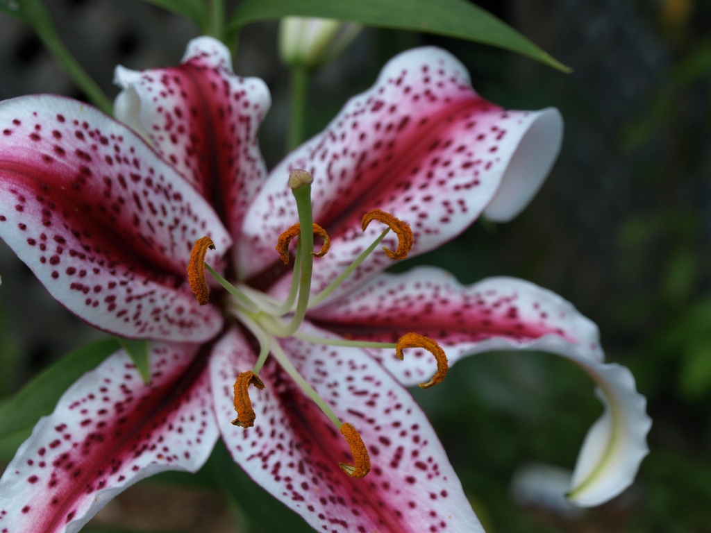stargazer