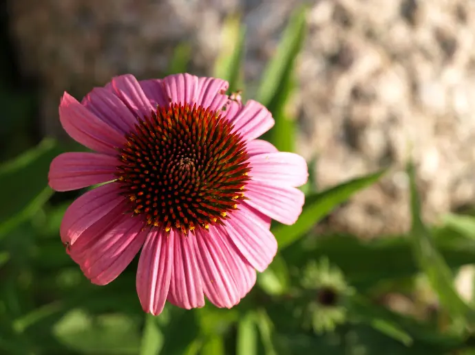 Echinacea