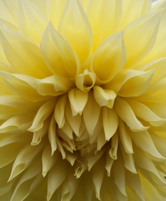 Yellow Dahlia