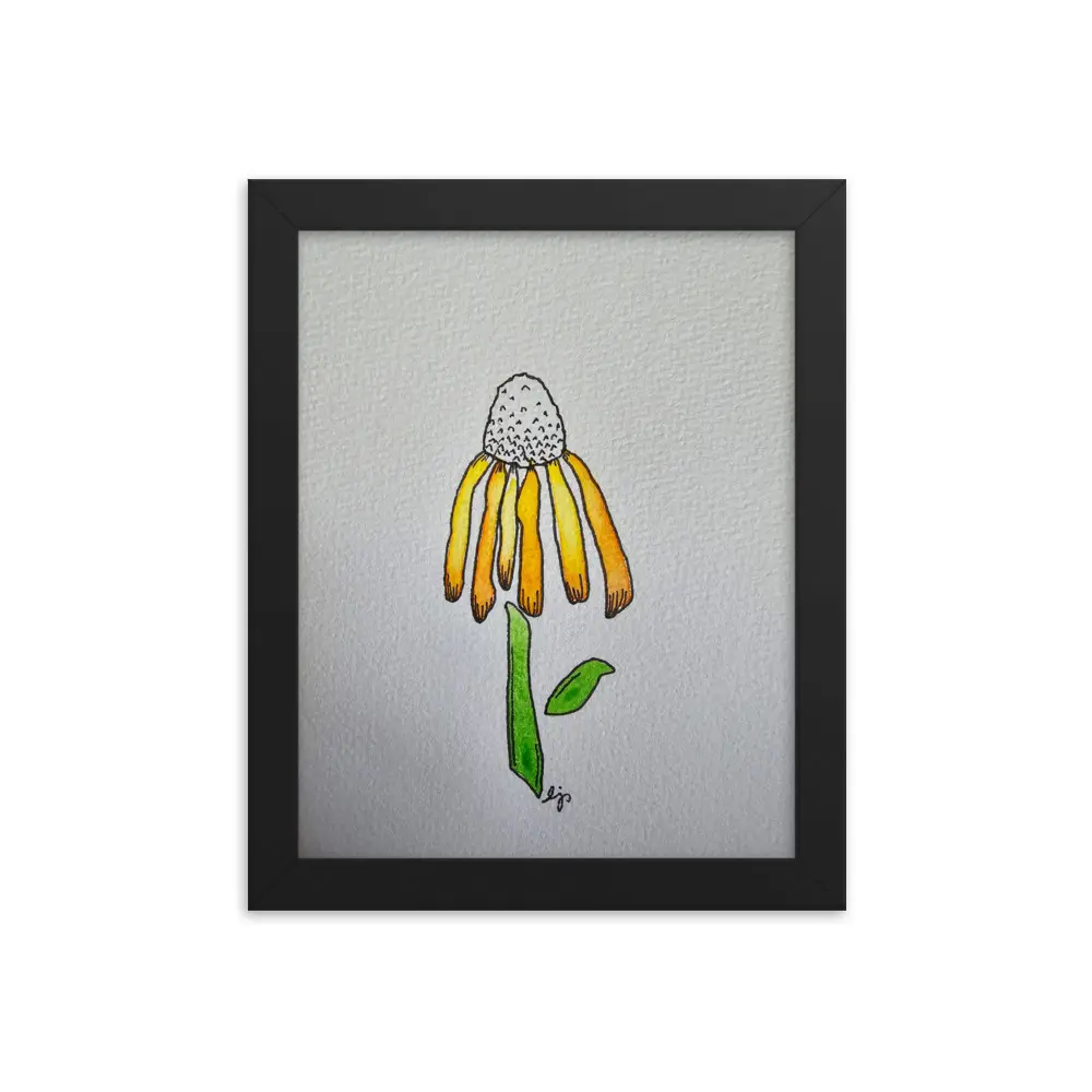 Coneflower Drawing Un/Framed Reproduction Print 