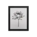 "Stillness in Bloom" Lotus Drawing Reproduction Print