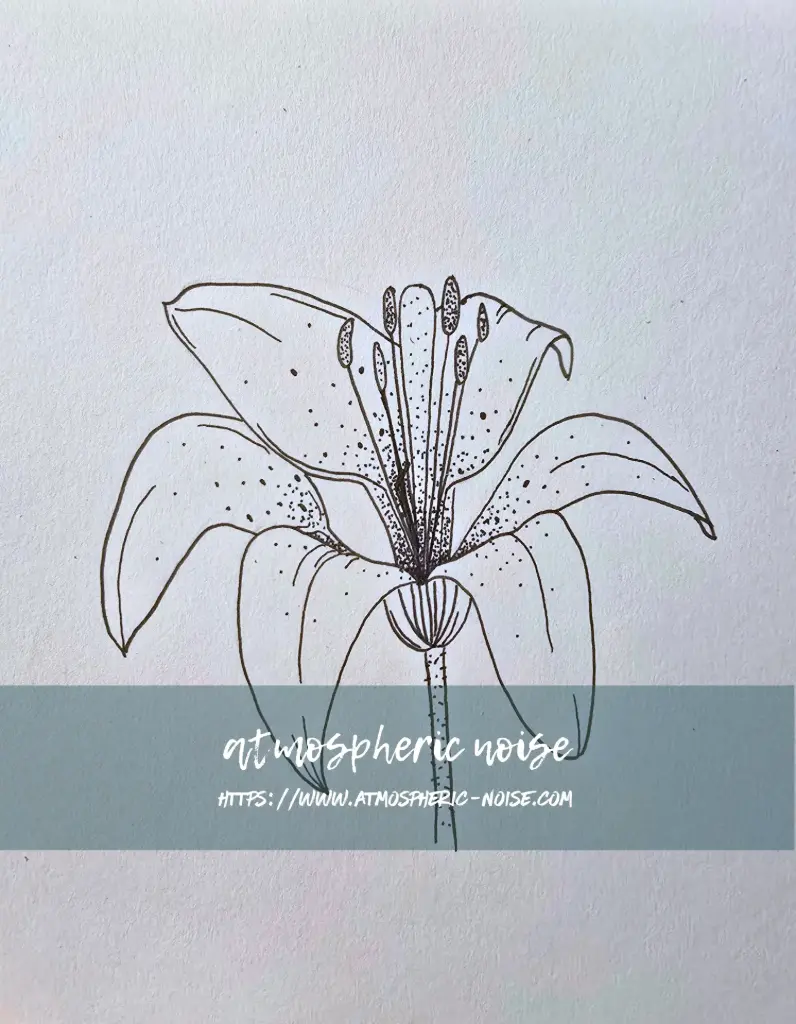 Lily Drawing Un/Framed Reproduction Print