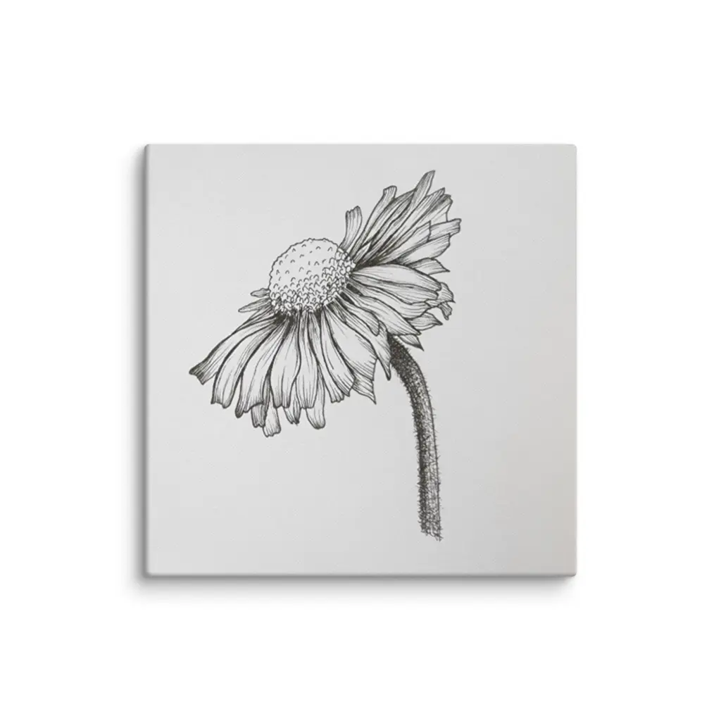 Echinacea Drawing Reproduction Print