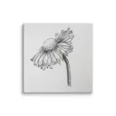 Echinacea Drawing Reproduction Print