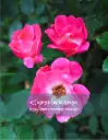 pink roses