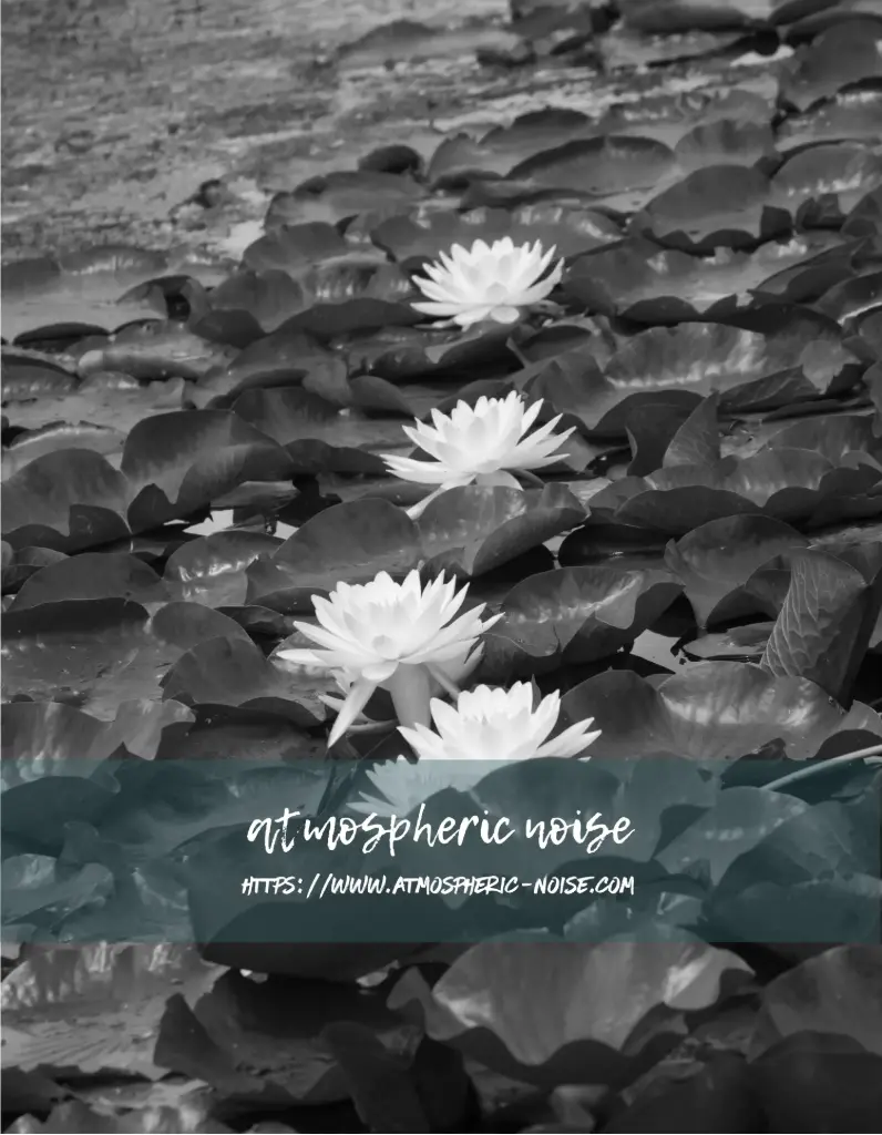 waterlilies