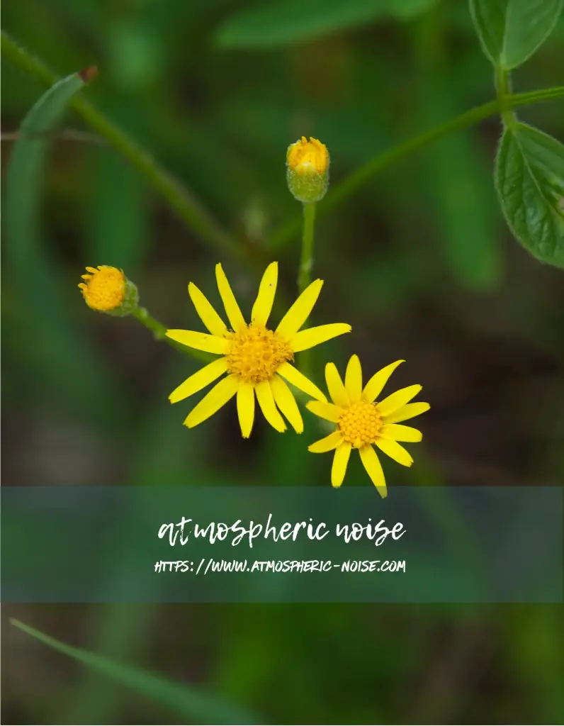 ragwort