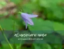 bellflower