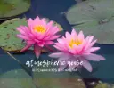 Pink Water Lilies