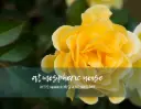 Yellow Rose Photographic Print