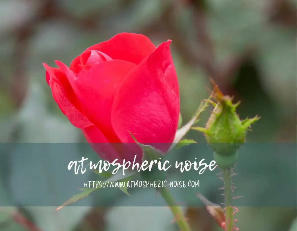 Red Rose Photographic Print