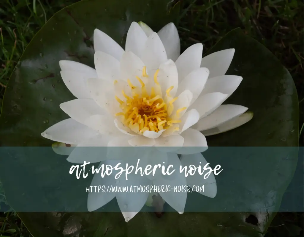 water lily photographic print