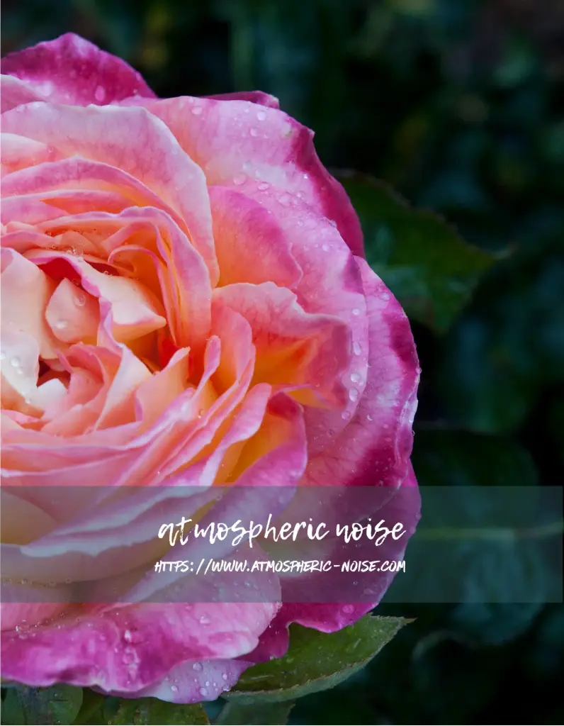 Pink Rose