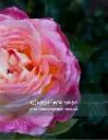 Pink Rose