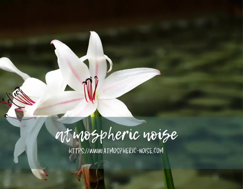 Crinium Lily
