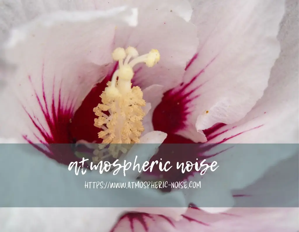 Hibiscus