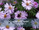 Bushy Aster and Bee
