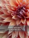 Peach Dahlia