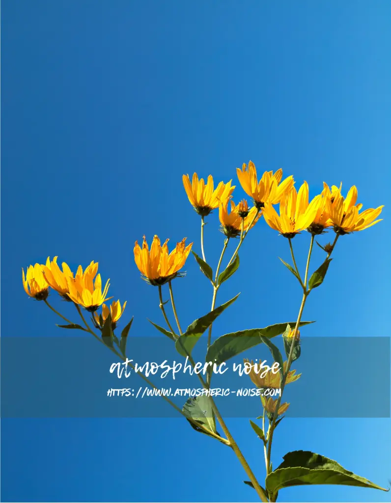 Sky and Sunflowers