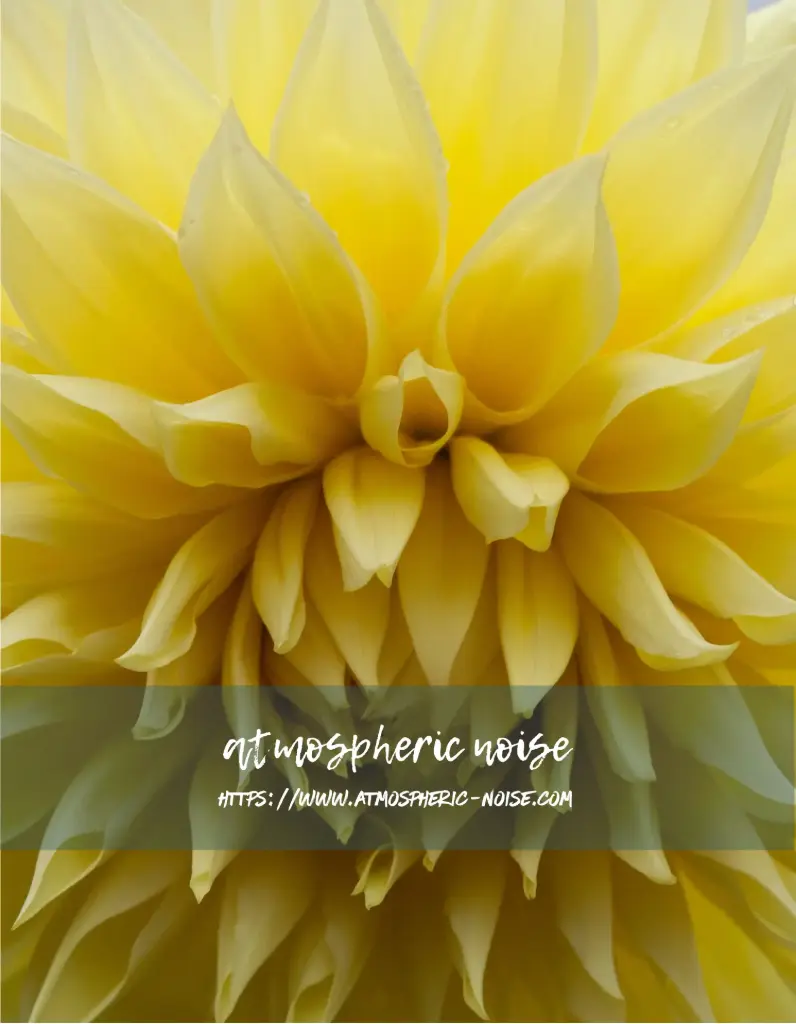Yellow Dahlia