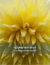 Yellow Dahlia