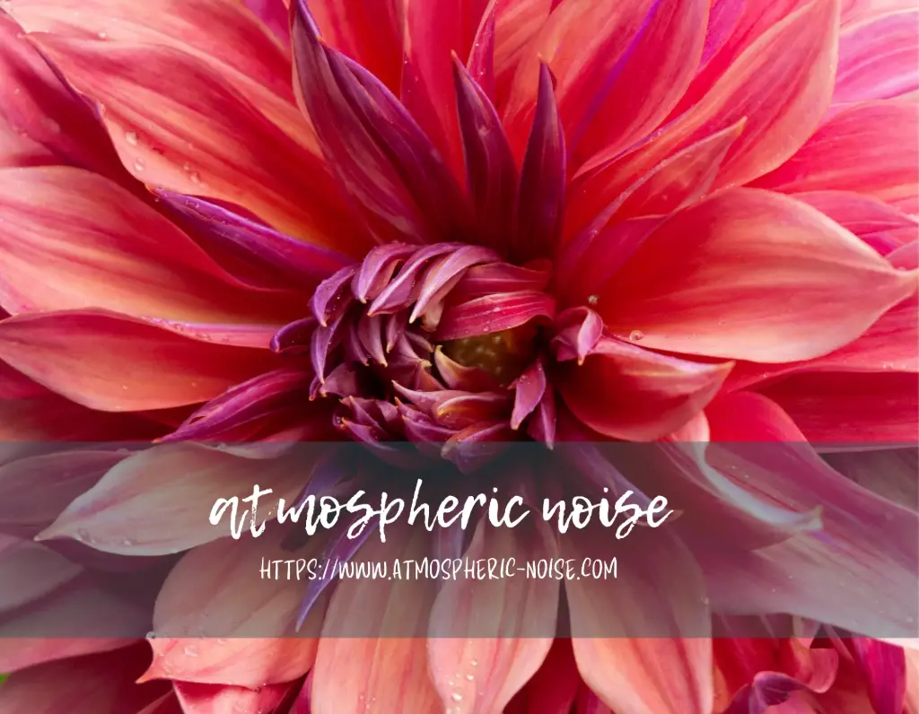Pink Dahlia