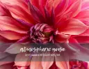 Pink Dahlia