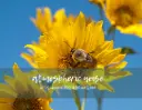 Prairie Sunflower