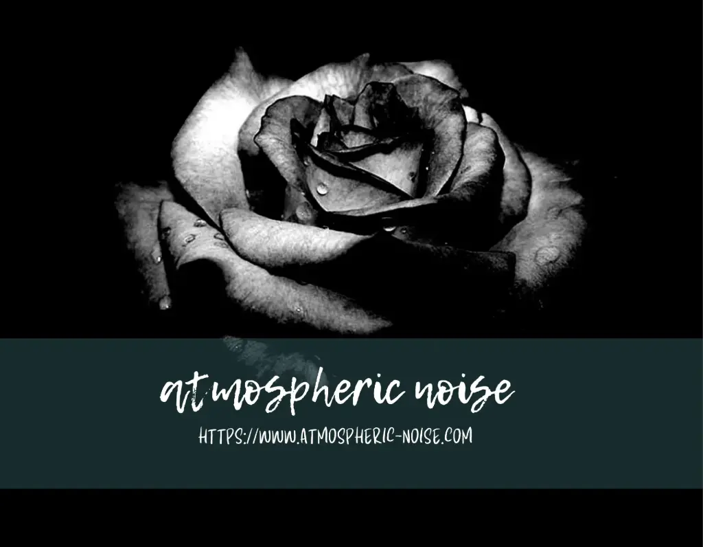 Dramatic Rose