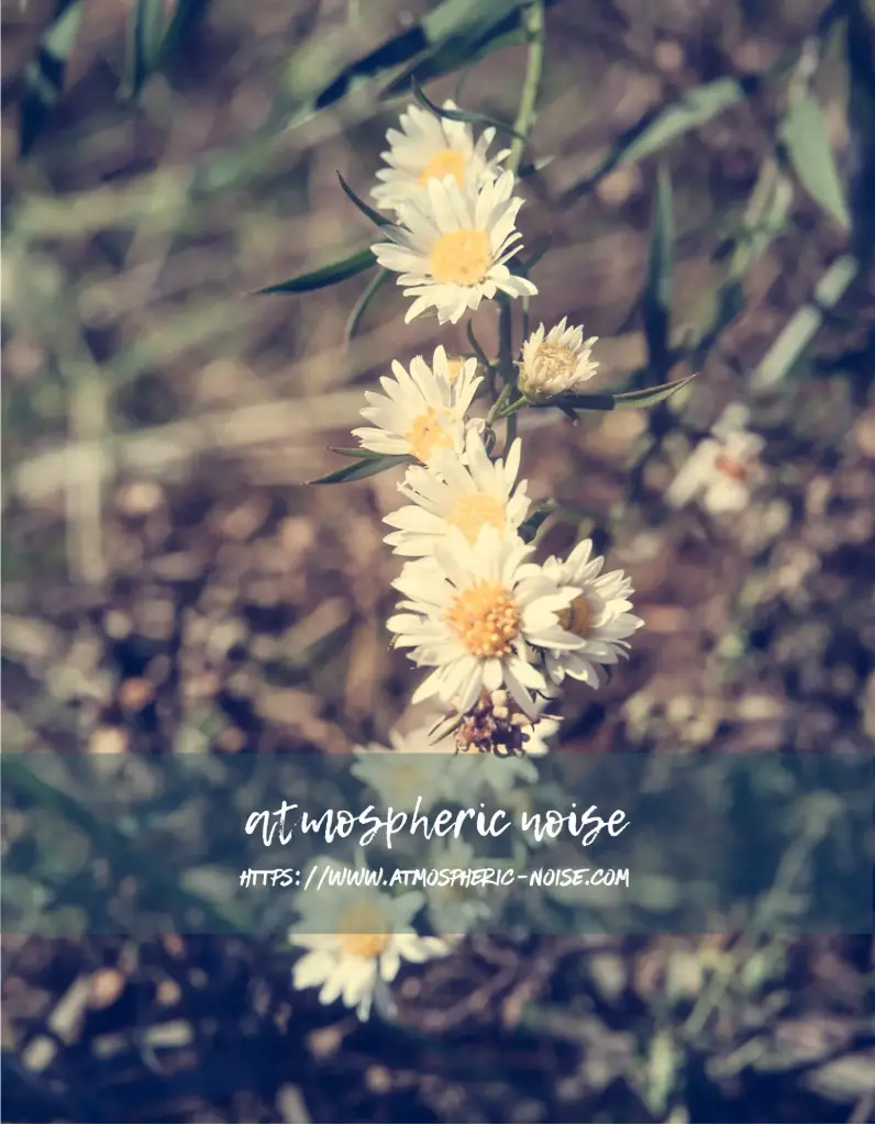 White Aster