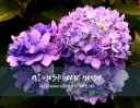 Hydrangea