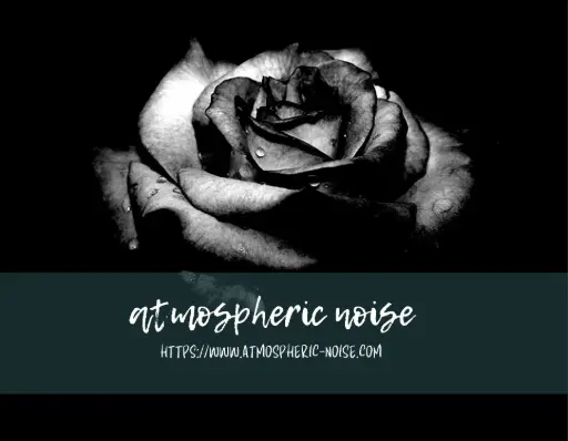 Dramatic Rose