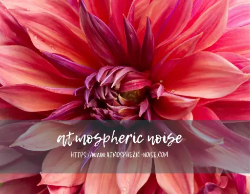 Pink Dahlia