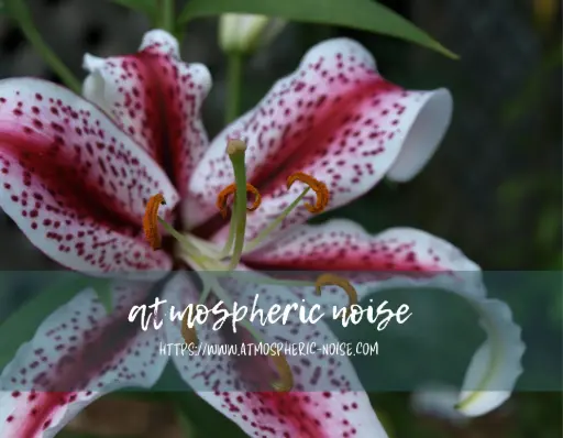 stargazer