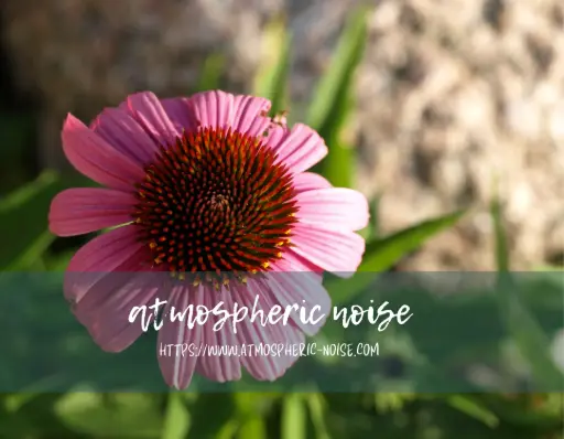 Echinacea