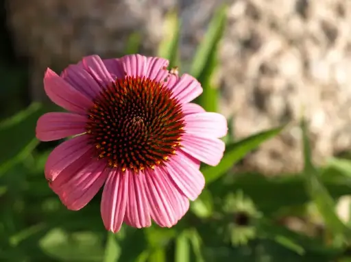 Echinacea