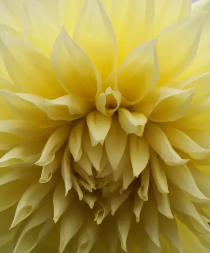 Yellow Dahlia