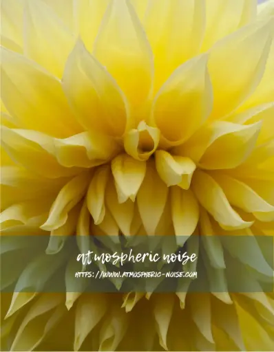 Yellow Dahlia