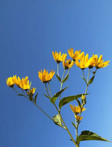 Sky and Sunflowers
