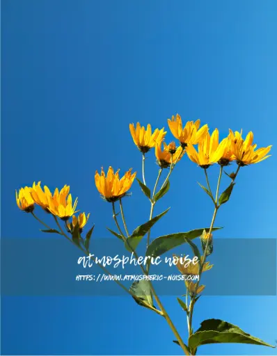 Sky and Sunflowers