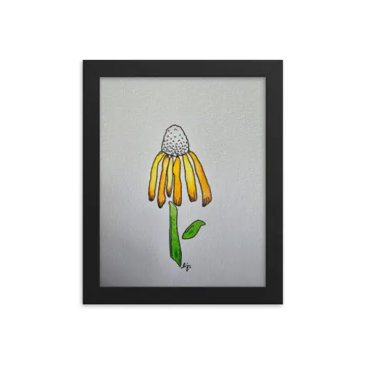 Coneflower Drawing Un/Framed Reproduction Print 