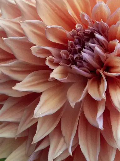 Peach Dahlia