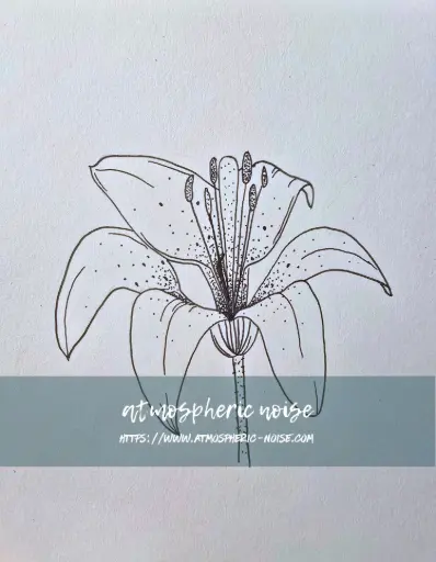 Lily Drawing Reproduction Print